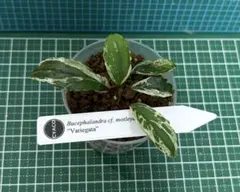 Bucephalandra cf. motleyana Variegataタグ付 - メルカリ