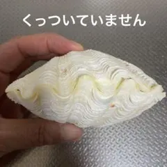 2026年最新】シャコガイ 貝殻の人気アイテム - メルカリ