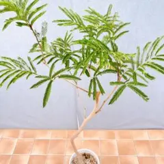 エバーフレッシュ 147cm8号 S-shaped tree form - メルカリ
