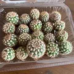 ともこ様 リクエスト 2点 まとめ商品