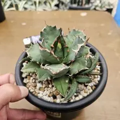 ☆メタルサラサ⭐様 リクエスト 2点 まとめ商品