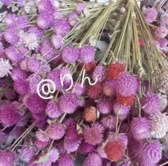 千日紅 ドライフラワー 茎つき ピンク ストロベリーフィールドのサムネイル