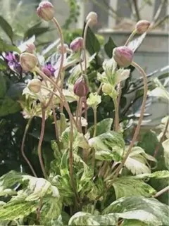 シンプルライフ様 リクエスト 2点 まとめ商品