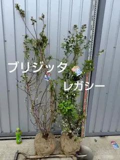 ブルーベリー苗シャープブルー＆ミスティ2本セット - メルカリ