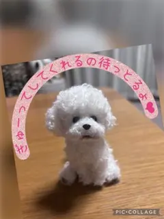 おまとめリクエスト トイプードルぬいぐるみ モールドール【12】【X