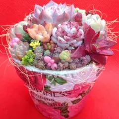 そのまま飾れる寄せ植え 多肉植物