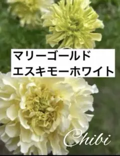 あぽ＆みーる様 リクエスト 2点 まとめ商品