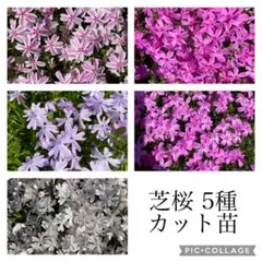 芝桜 5種 カット苗 各10本ずつ ネコポス発送のサムネイル
