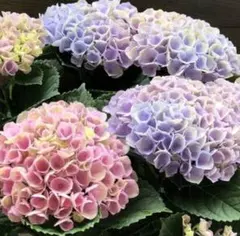 紫陽花　マジカルレボリューション　挿し穂2本　虹色アジサイ　あじさいのサムネイル