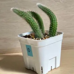 しょこりん様 リクエスト 2点 まとめ商品