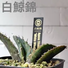 2026年最新】白鯨錦の人気アイテム - メルカリ