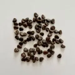 ローゼル　種　ハイビスカスローゼル 100粒