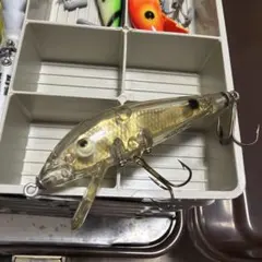 レア！背中黒ライン無し個体！オールド ヘドン マグナムタイガー　GRA！ レア！背中黒ライン無し個体！オールド ヘドン マグナムタイガー GRA