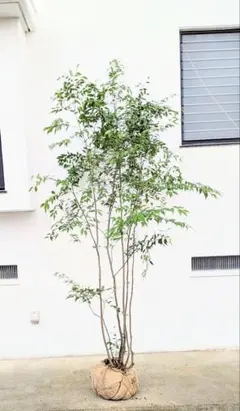 とっと様。山採りハイノキ 2026年最新】山採り ハイノキの人気アイテム - メルカリ