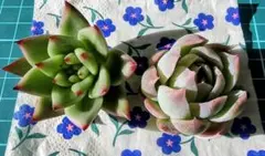 札落ちエケベリア2種(美苗)