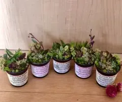 大容量　多肉植物　寄せ植え　育て方メモつき❤️ カラフル　5つセット