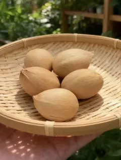 2025年最新】サイカス カイルンシアナの人気アイテム - メルカリ