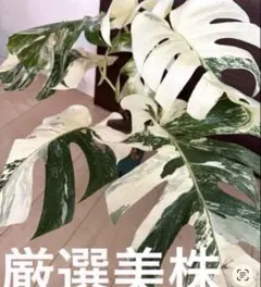 超超超希少】 モンステラ デリシオーサ グリーンスノー トップカット