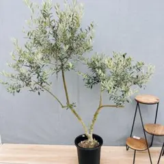 ［現品］20番　創樹　オリーブネバディロブランコ　8号　大型　屋外　オリーブの木のサムネイル