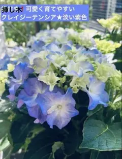 宿根草 紫陽花【加茂セレクション】純白『粉雪』タグ付【正規品 