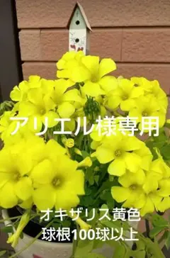 アリエル様 リクエスト 5点 まとめ商品