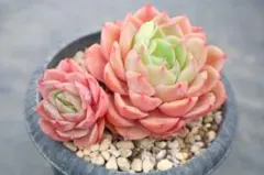 ち*こ様 エケベリア・Onslow