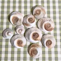 工作に 煮沸消毒済み サザエの蓋 サイズ様々 10個