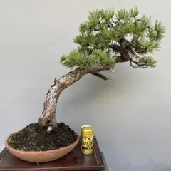 ヤス様 盆栽 五葉松 小品 半懸崖 山採り 極小葉 葉性抜群 - メルカリ