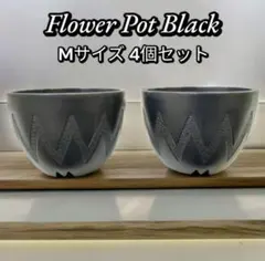 夏来る！プラスチック植木鉢 4個セット Mサイズ グラキリス 塊根植物