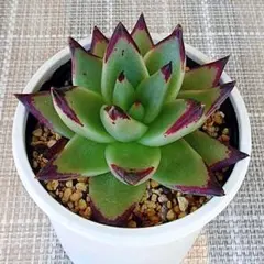 多肉植物【ヴァッションエボニー】抜き苗 2026年最新】エボニー 多肉の人気アイテム - メルカリ