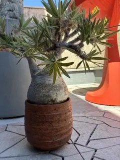 パキポディウム グラキリス ドマーニ鉢付き　塊根植物 現地株のサムネイル