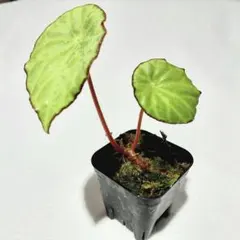 Begonia sp.sarawak ベゴニア 白玉❣️原種ベゴニア - メルカリ