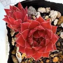 多肉植物 センペルビウム ボルドチック No.156【赤】 - メルカリ