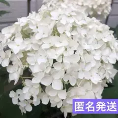2026年最新】あじさい アナベル 挿し木の人気アイテム - メルカリ