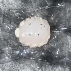 ザンコク　アイス　スクイーズ　ココオイル