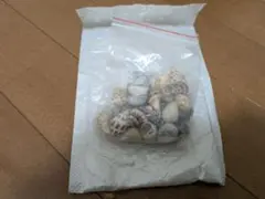 貝殻セット