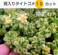 CL LUNE様 リクエスト 3点 まとめ商品