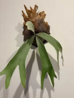 P.willinckii spur シュプール ビカクシダ - メルカリ