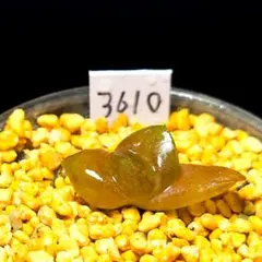 3610 ドラゴンボール ダルマ葉多肉植物 ハオルチア アロエのサムネイル