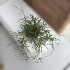 ホヤ　レツーサ　観葉植物のサムネイル