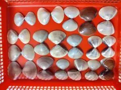 茨城県鹿島灘産　ハマグリ貝殻 5-6cm　ネコポス一杯