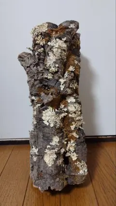 W697 ポルトガル産 キャノンコルク コルク樹皮 コルク板 バージン