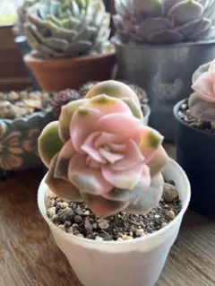 みわちん様 リクエスト 2点 まとめ商品