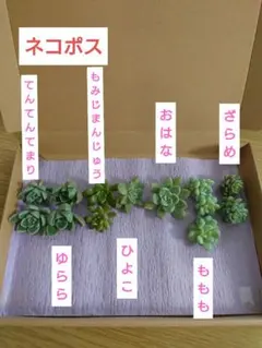 2025年最新】つぶつぶ ざらめの人気アイテム - メルカリ