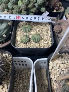 ASギムノカリキウム ミハノビッチ ID：ネオン（実生） - メルカリ