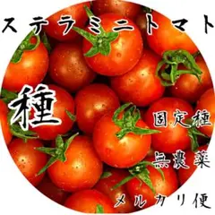 2026年最新】ステラミニトマトの人気アイテム - メルカリ