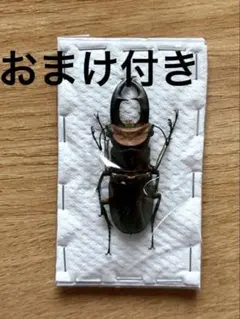 クワガタ標本】エラフスホソアカ76㍉ - メルカリ