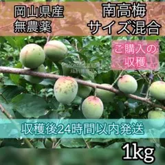 青梅1キロ 自然栽培無農薬 愛知県山奥産 - メルカリ