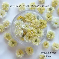 かすみ草　＊レモンみるく＊　60粒＋α フリルブーケシリーズ　ドライフラワー