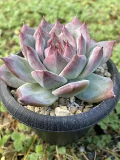 多肉植物　エケベリア　原種コロラータ　大きめ　極美苗